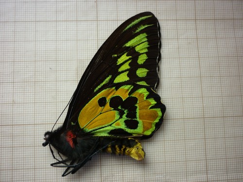 Entomologie papillon non - entomologie,