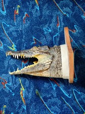 Tête De Crocodile