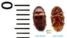 Chrysomelidae - CRYPTOCEPHALUS