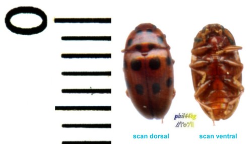 Chrysomelidae cryptocephalus - chrysomelidae,
