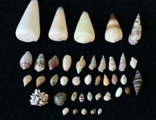 Lot de 40 Coquillages divers