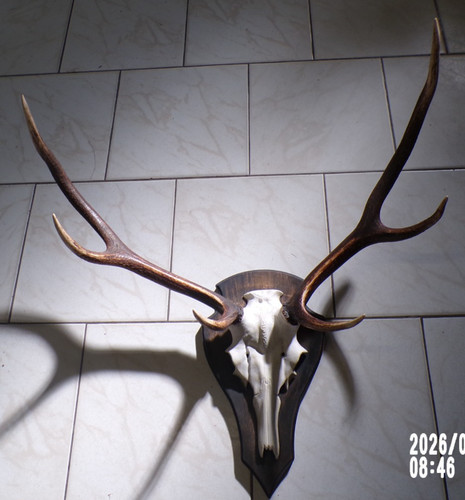 Trophée cerf massacre 6 - de,