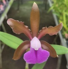 Cattleya bicolor