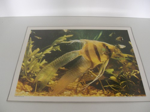 Ancienne planche affiche - ancienne,