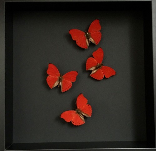 Splendide envol papillons - envol, 4