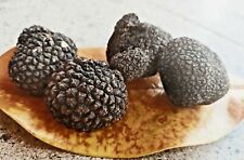 Truffe Noir Accro Cool II Choix Umbria Tuber - Barbelé Truffes 100gr