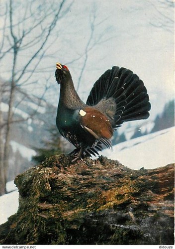 Carte postale animaux - -,