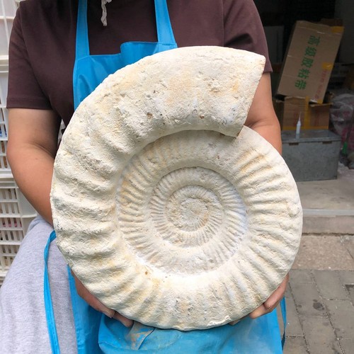 68lb natural ammonite - natural,