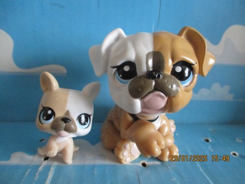 Petshop duo maman bouledogue - duo,