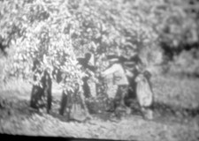 Récolte des pommes à cidre