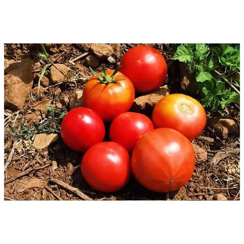 Graines tomates semences - graines,