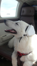 Casque cache oreilles  K9