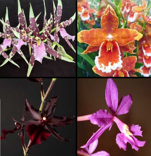 Box orchidées en fleurs - orchidées,