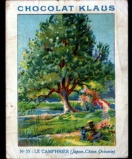IMAGE ancienne CHOCOLAT KLAUS / ARBRE Japon Chine Océanie / CAMPHRIER