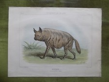  Litho. ANIMAUX Enseignement par les Yeux Hachette HYENE Ch.-O. de Penne