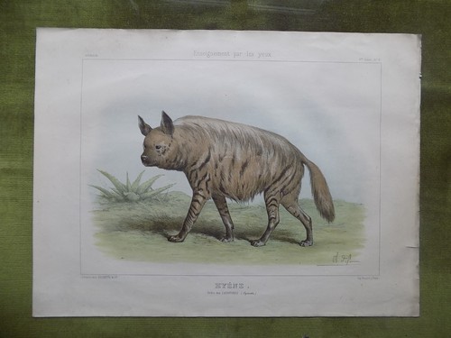 Litho animaux enseignement - animaux,