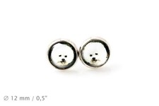 Bichon. Animaux Domestiques En