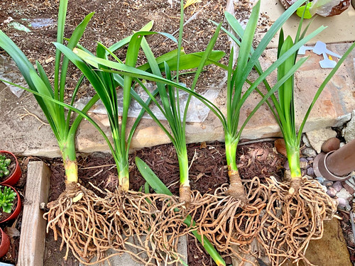 Live yellow clivia miniata - -,