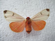 Entomologie Arctiidae Actia caja fantasma Mâle Rare France 