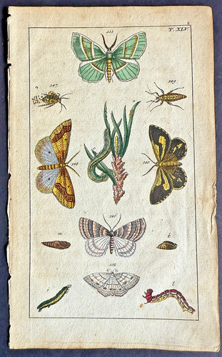 Rare 1797 wilhelms green - 1797,