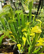 Sarracenia alata f.viridescens {Washington Co.,AL}
