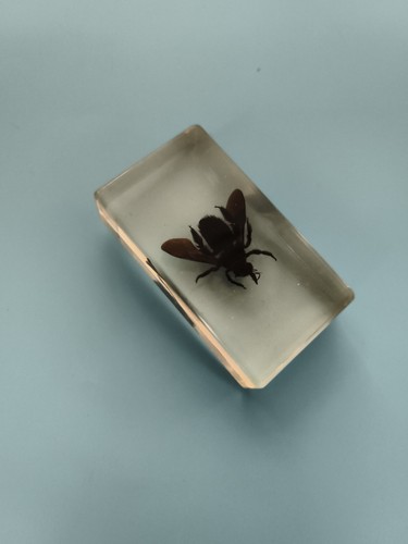 Bloc insecte naturalisé