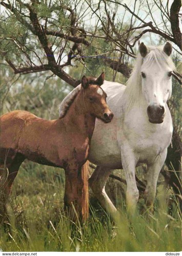 Carte postale animaux - -,