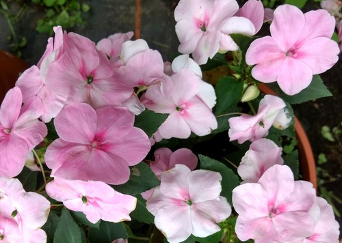 Impatiens goutte sang rose - impatiens,