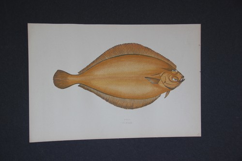 Gravure anglaise ancienne - , de