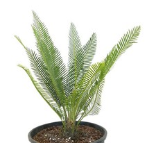 Dioon edule Valles Form (San Luis Potosì) - Dioon châtaignier | Palmier de la vi