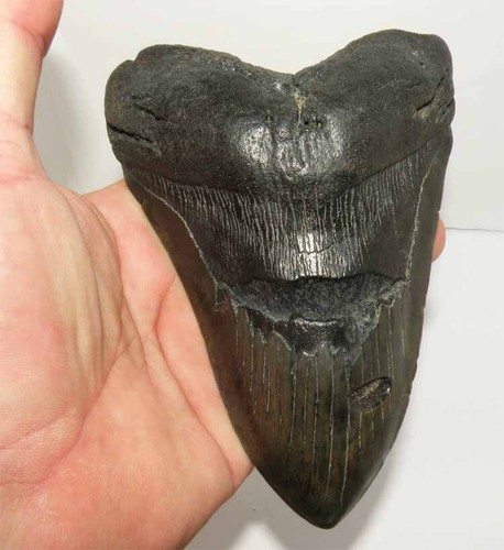 Dent fossile requin otodus - fossile,