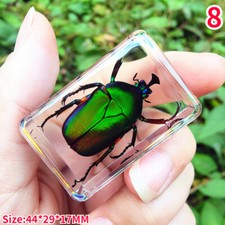 Résine Véritable Insecte