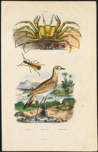 1839 gravure aquarellée - 1839,