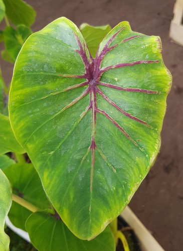 Colocasia pharaohs mask red - mask, red®