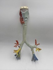 Somso GS4/2 Larynx with