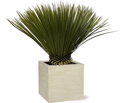Yucca bec pour extérieur - yucca,