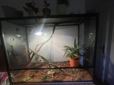 terrarium , Caméléon