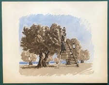 Illustration en couleurs : "Les olivades" (vers 1940) PROVENCE