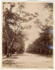 France, Paris, bois de Boulogne, l'allée des Acacias    Vintage Albumen Pri