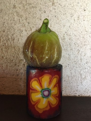 Cuttings fig ficus - fig,