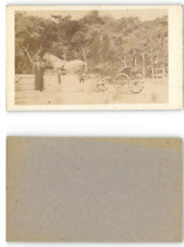 Egypte, voiture à cheval Vintage albumen print CDV. Tirage alb