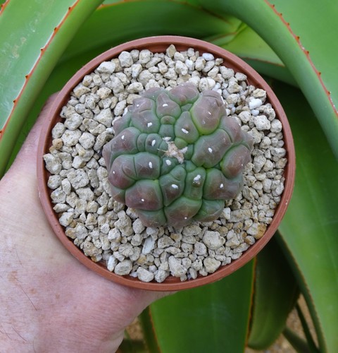 Astrophytum asterias kikko - astrophytum, 'kikko'