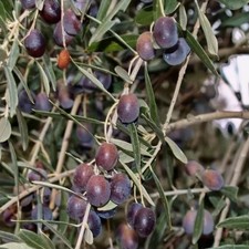 PLANTE D'OLIVIER CHARBON en