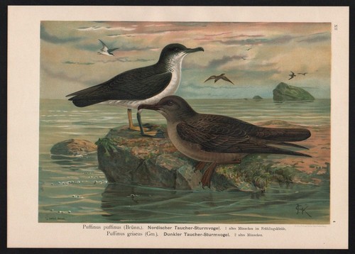 1880 puffin bec - puffin, À