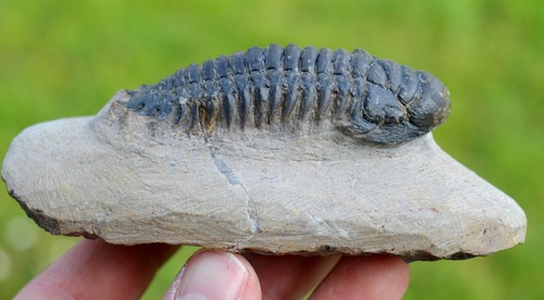 Trilobite crotalocephalina - trilobite,