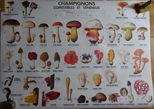 TABLEAU SCOLAIRE "LES CHAMPIGNONS" EDIT M. D. I.