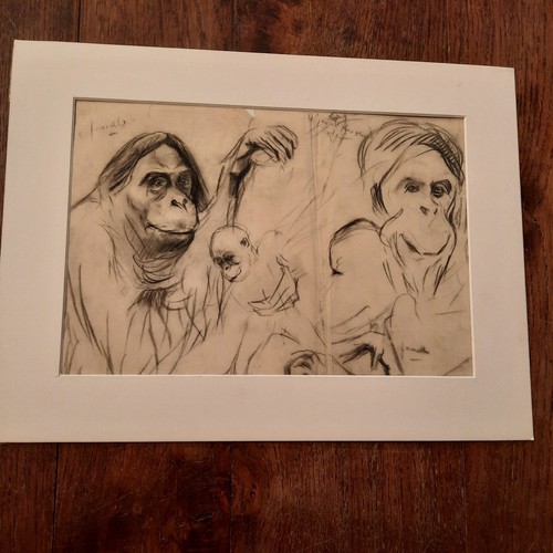 Dessin ancien animalier fond - dessin,