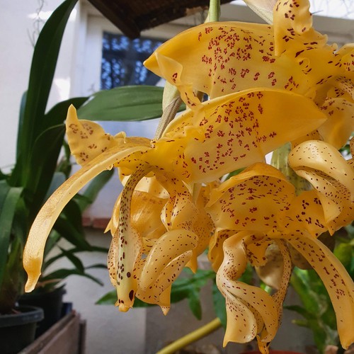 Stanhopea - stanhopea, sp