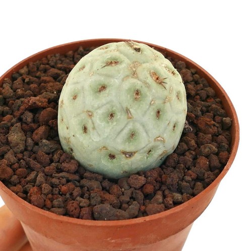 Tephrocactus geometricus one - tephrocactus,