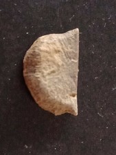 Brachiopode du Dévonien
